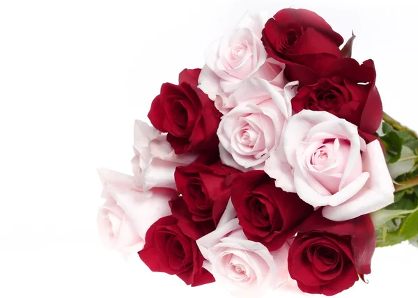 Pink and red roses — Stock Photo, Image