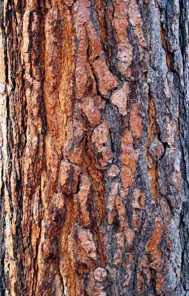 Vecchio albero corteccia texture — Foto Stock