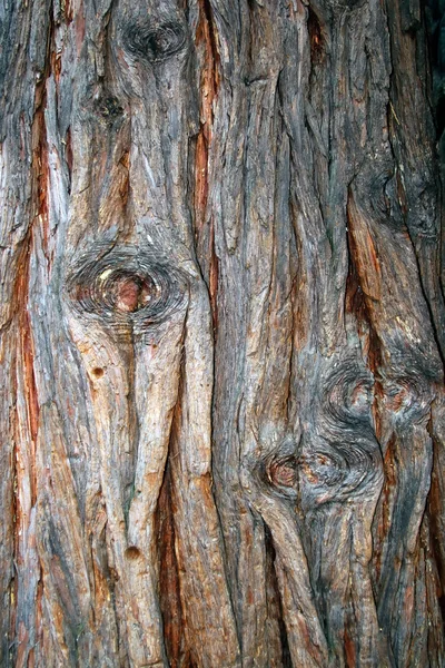 Textura de corteza de árbol viejo — Foto de Stock