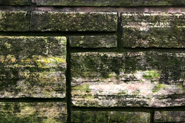 stock image Fungus Growing Stone Wall