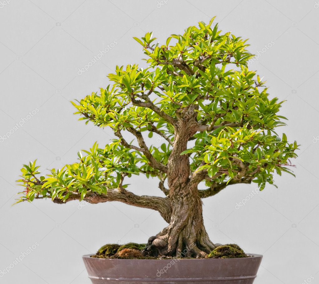 bonsai sempreverdi bonsai sempreverdi