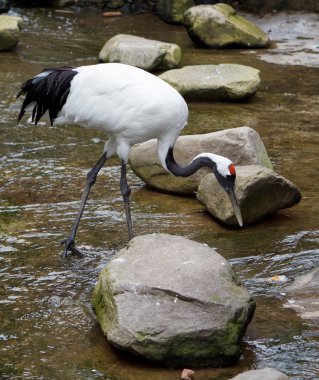 Red-crowned Crane or Japanese Crane clipart