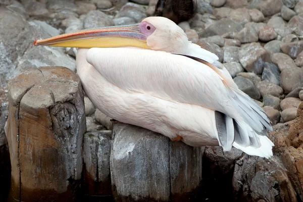 Pelikan w zoo — Zdjęcie stockowe