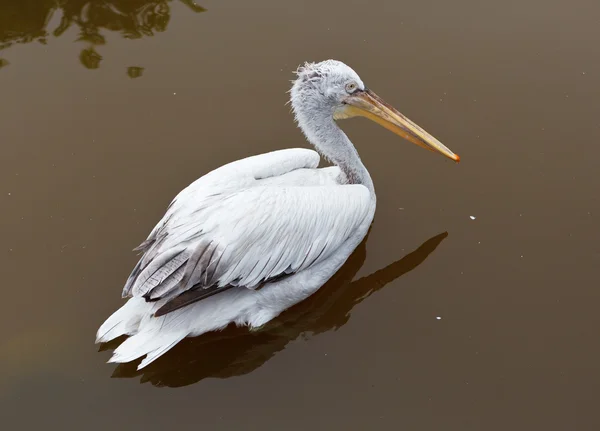 Pelikan w zoo — Zdjęcie stockowe