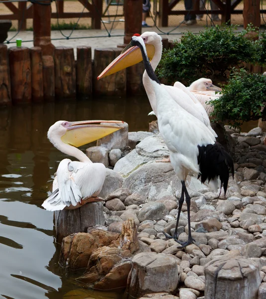 Pelican and Red-crowned Crane — Stock Photo, Image
