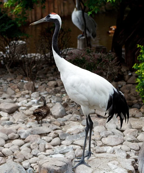 Red-crowned Crane or Japanese Crane — Stock Photo, Image