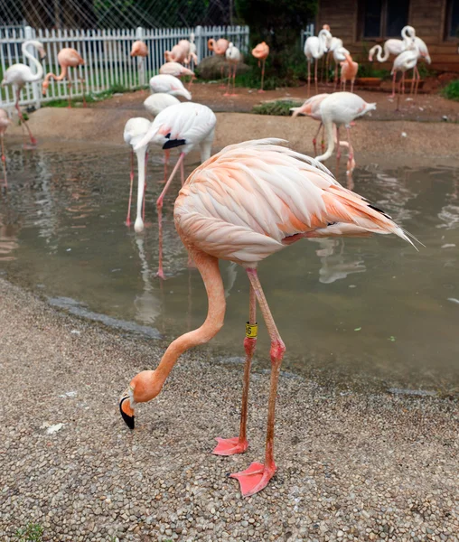Flamingos. — Stock Photo, Image