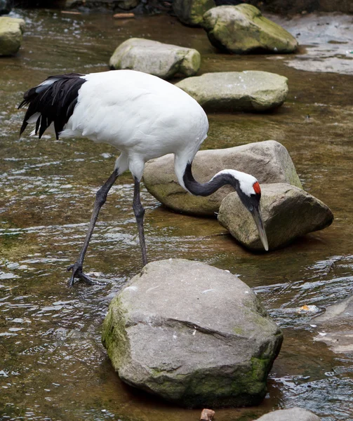 Red-crowned Crane or Japanese Crane — Stock Photo, Image