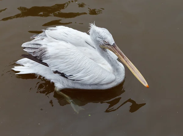 Pelican At The Zoo — Stock Photo, Image