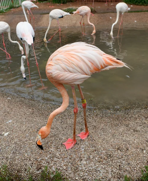 Flamingos. — Stock Photo, Image