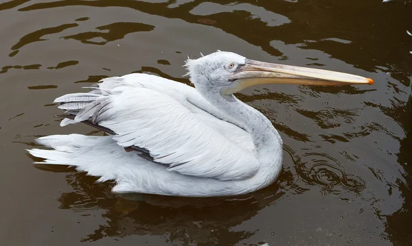 Pelicano no zoológico — Fotografia de Stock