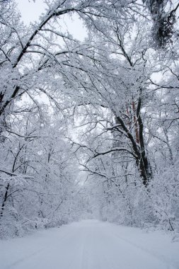 Güzel Kış Ormanı