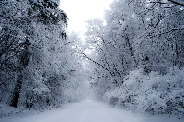 Bela floresta congelante — Fotografia de Stock