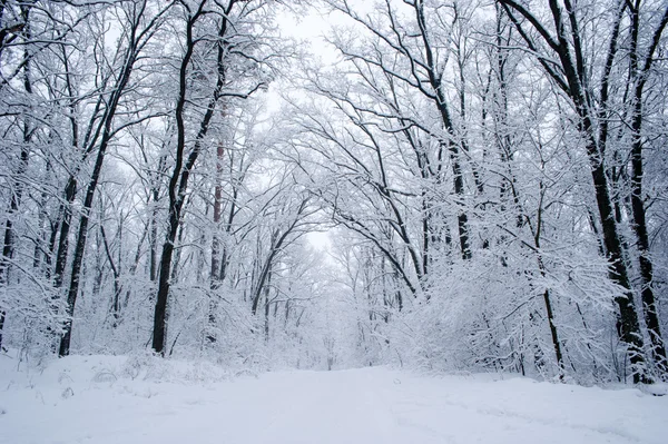 Прекрасный зимний лес Стоковое Фото