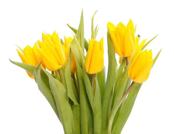 Tulipanes amarillos húmedos —  Fotos de Stock