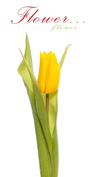 Uma tulipa amarela — Fotografia de Stock