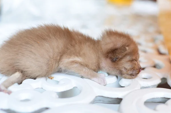 Милий сплячий кіт кошеня — стокове фото