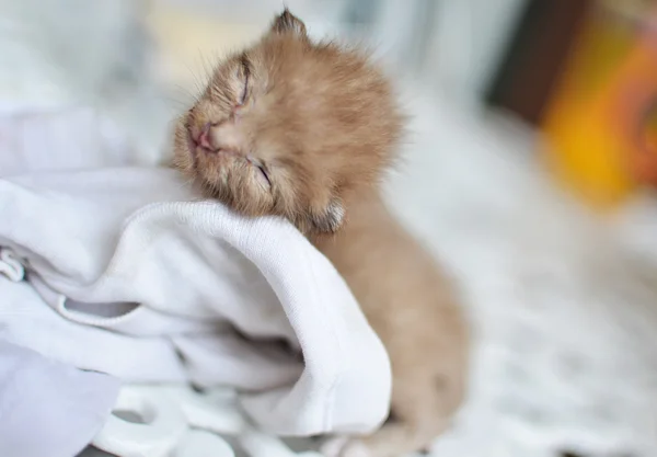可爱睡觉的小猫猫咪 — 图库照片