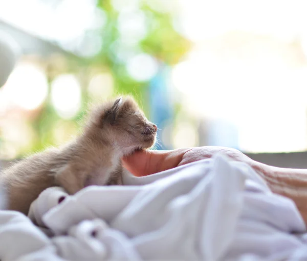 可爱睡觉的小猫猫咪 — 图库照片