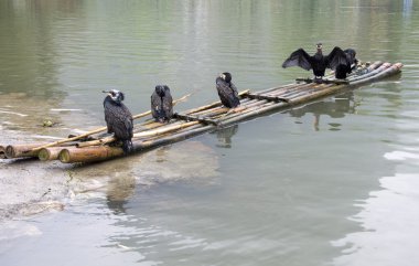 karabatak ve bambu Sal