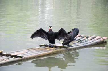 karabatak ve bambu Sal