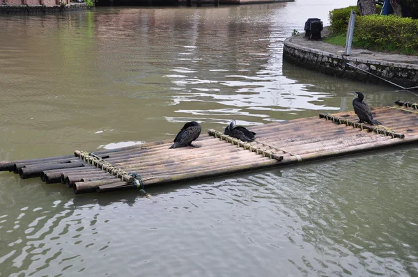 Cormorants and bamboo raft — Stock Photo, Image