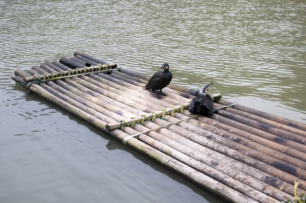 Cormorants and bamboo raft — Stock Photo, Image
