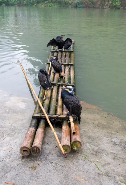 Skarv och bambu flotte — Stockfoto