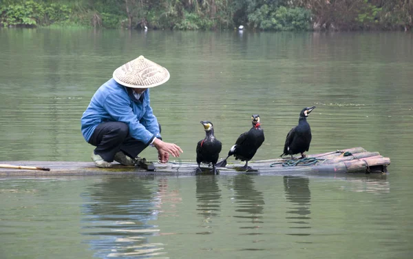A Chinese fishermen and cormorants — Stock Photo, Image