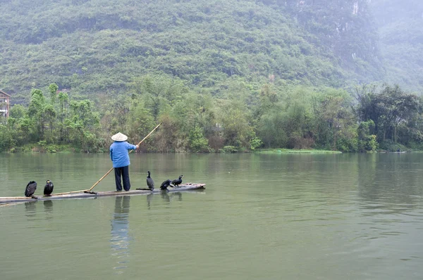 En kinesisk fiskare och skarvar — Stockfoto