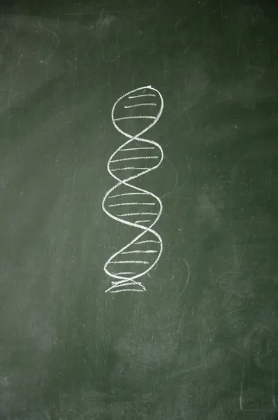 ADN dibujado con tiza en pizarra — Foto de Stock