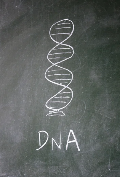 DNA dras med krita på svarta tavlan — Stockfoto