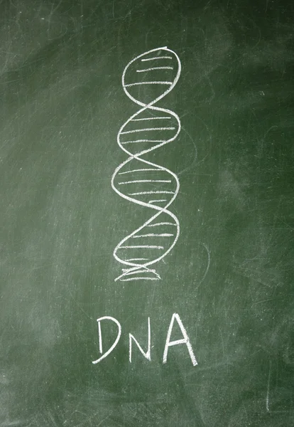 ADN dibujado con tiza en pizarra —  Fotos de Stock