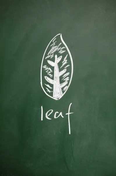 Leaf tecken dras med krita på svarta tavlan — Stockfoto
