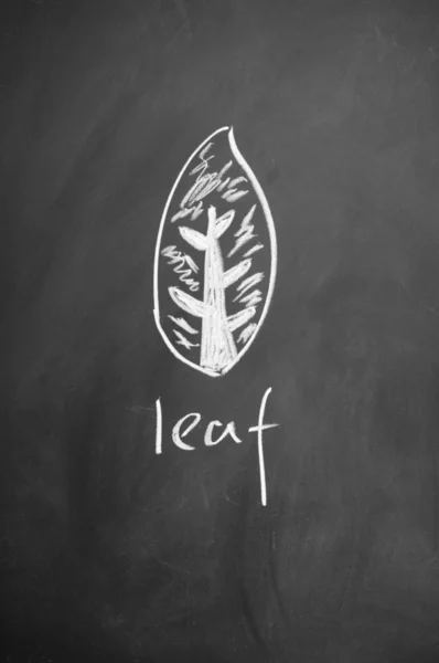 Leaf sign drawn with chalk on blackboard — Stock Photo, Image