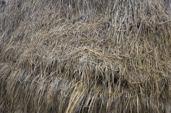 Rice straw — Stock Photo, Image