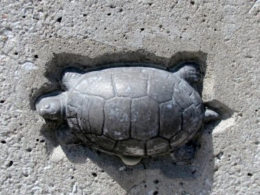 Toronto Lake Humber Bridge turtle 2011 clipart