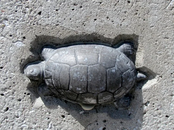 Toronto Lake Humber Bridge turtle 2011 — Stock Photo, Image