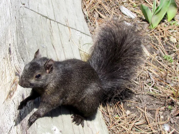 Toronto Lake Squirrel 2011 — стоковое фото