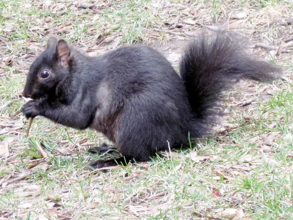 Thornhill eekhoorn 2011 — Stockfoto