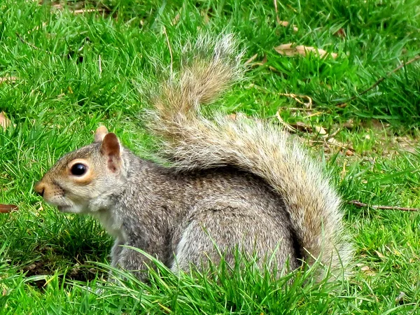 Washington eekhoorn 2011 — Stockfoto