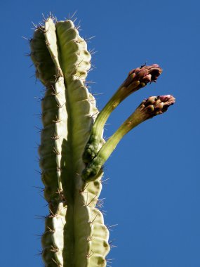 Ein Gedi San Pedro Cactus buds 2010 clipart