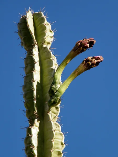 Ein Gedi San Pedro Cactus rügyek 2010 — Stock Fotó
