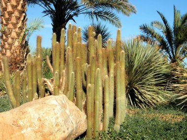 Ein Gedi Cleistocactus 2010 clipart