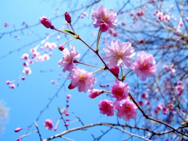 Sakura çiçeği