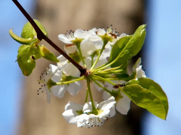 Hmyz a třešňový květ — Stock fotografie