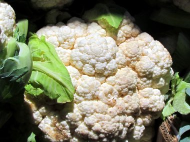 tel aviv karnabahar 2012