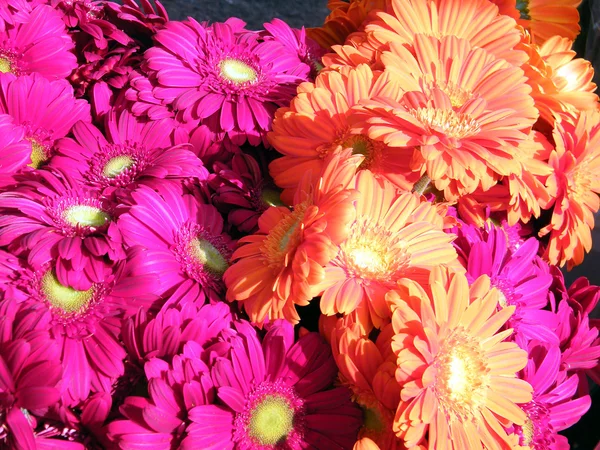 Tel Aviv lila és narancssárga őszirózsák 2011 — Stock Fotó