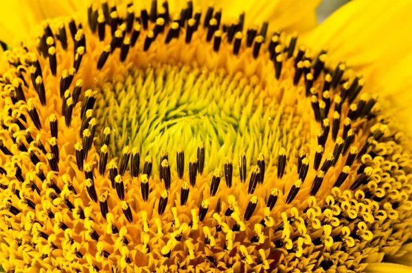 stock image Sunflower macro