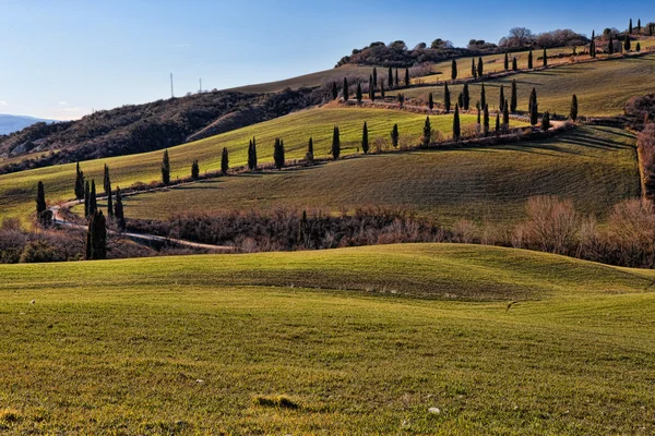 Tuscany Val d'Orcia Road of cypress — Stock Photo, Image